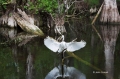 Great-Egret;Egret;Ardea-alba;Big-Cypress;Everglades;Flying-bird;action;aloft;beh